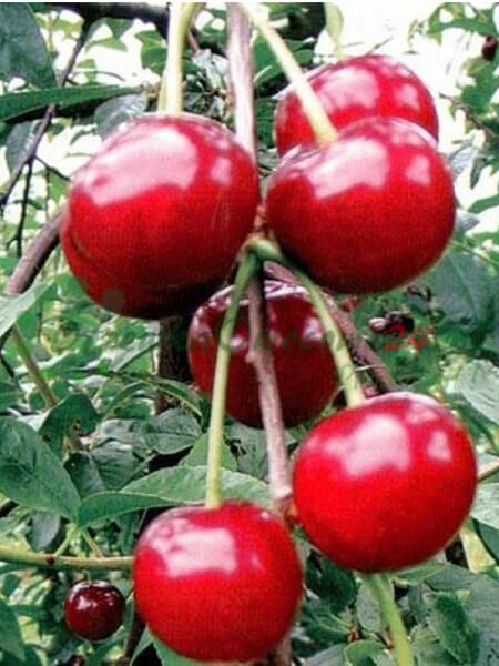 Skaidrė 6