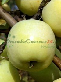 Vaisių krūmai ir medžiai pilname asortimente sodinininkams