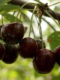 Avietės ir mėlynės - superfood jūsų darže