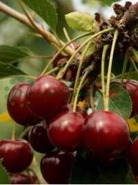 Techninis konsultavimas ir pagalba renkantis tinkamas veisles