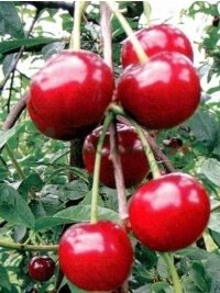 Nuolatinė plėtra ir lietuvių medelyno asortimento vystymas