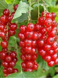 Šeimos medelyno tradicijos perduodamos iš kartos į kartą