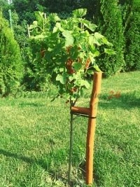 Inovatyvūs dauginimo ir selekcijos metodai vaisių veislėms
