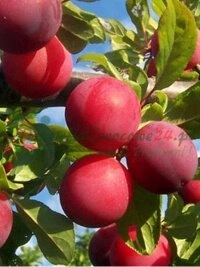 Tvarus žemės ūkis ir biologinės įvairovės apsauga Lietuvoje