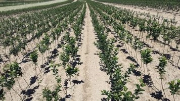 Profesionalus jaunų obelų sodinukų auginimas medelyno plantacijoje