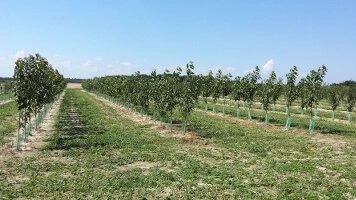 Vaisių medžių gamyba derlingose Liublino regiono dirvose