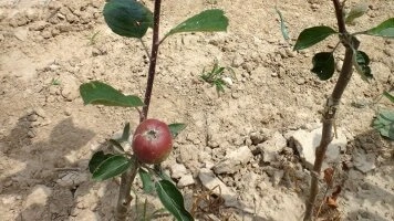 Vegetatyviniai poskiepiai - kokybės vaisių medžių pagrindas