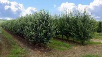 Okulizacijos procesas ir skiepijimas - tradiciniai dauginimo metodai